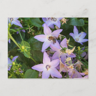 Carte Postale Abeille sur une fleur