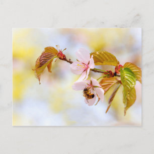 Carte Postale Abeille Sur Une Fleur De Cerise