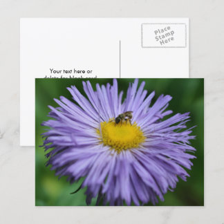 Carte Postale Abeille sur une fleur de marguerite violette Photo