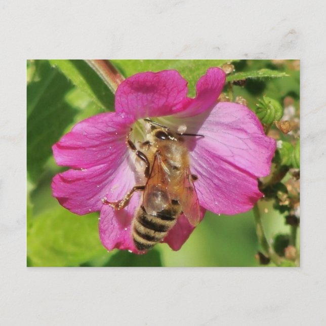 Carte Postale Abeille sur une photo Fleur sauvage (Devant)