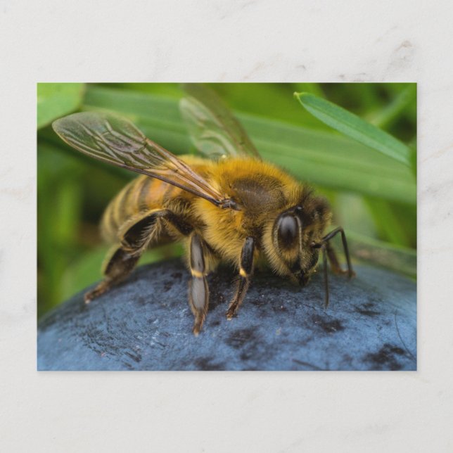 Carte Postale Abeille sur une pierre (Devant)