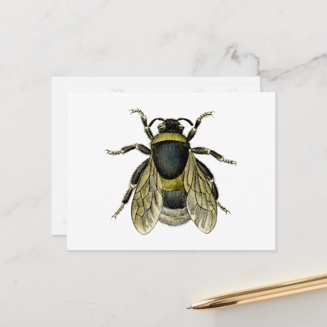 Carte Postale Abeille vintage Abeille noire et jaune Antique Abe (Devant/Arrière en situation)