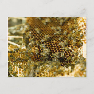 Carte Postale Abeilles dans une ruche, Western Cape, Afrique du