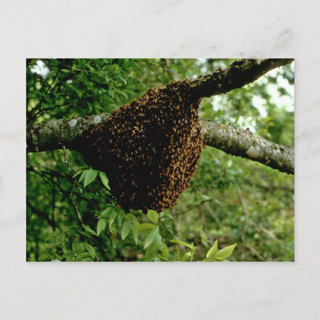 Carte Postale Abeilles de miel (Devant)