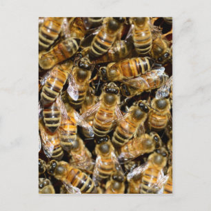 Carte Postale Abeilles de miel