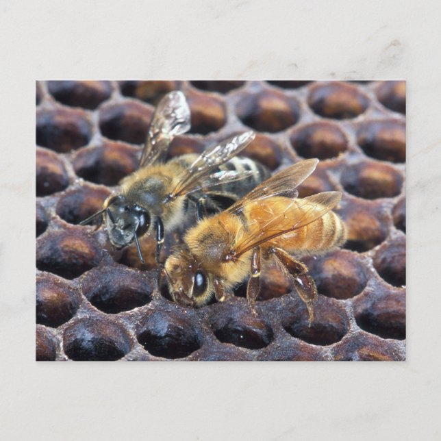 Carte Postale Abeilles de nid d'abeille (Devant)