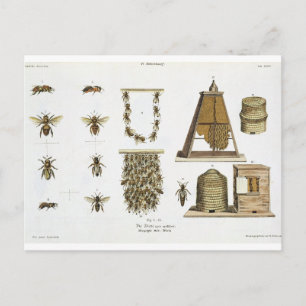 Carte Postale Abeilles et apiculture, de "The Young Landsman", p