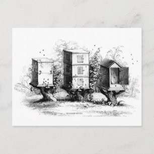 Carte Postale Abeilles vintages ruches apiculteurs