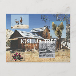 Carte Postale ABH Joshua Tree