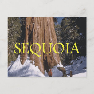 Carte Postale ABH Sequoia