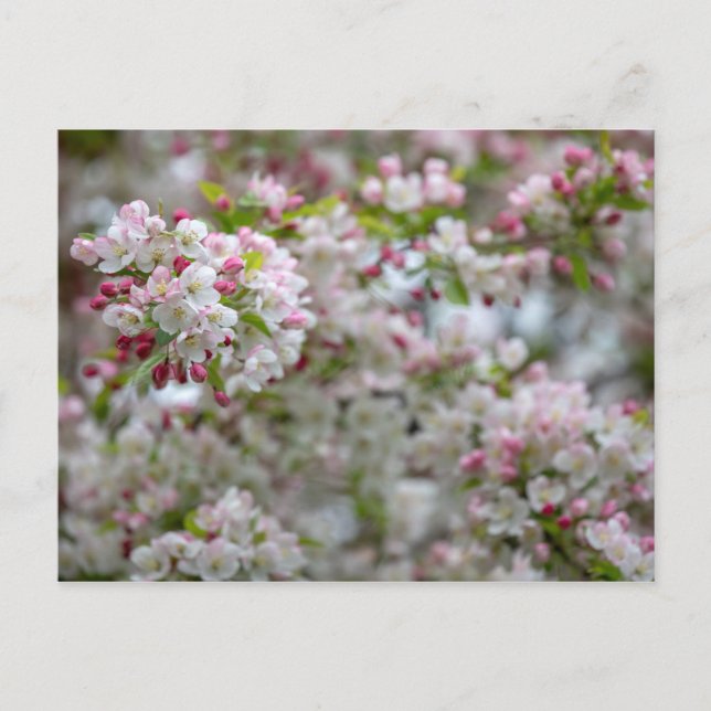 Carte Postale Abondance De Fleurs (Devant)