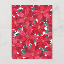 Abri d'hiver Poinsettias