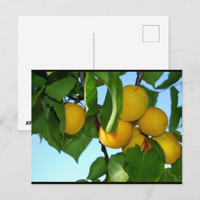 Carte Postale Abricots dans un ciel bleu (Devant / Derrière)