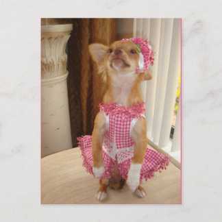 carte postale absolument mignonne de chiwawa