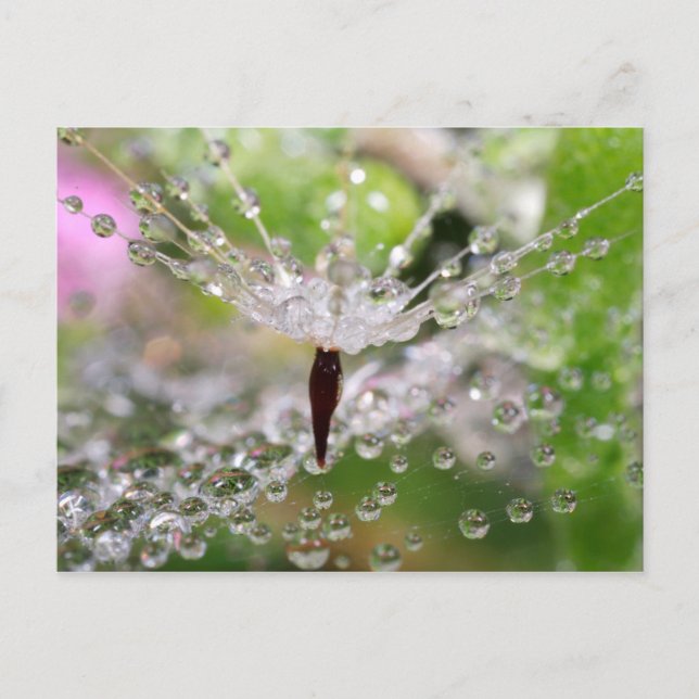 Carte Postale Abstrait de pissenlit délicat (Devant)