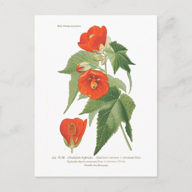 Carte Postale Abutilon venoso x striatum (Devant)