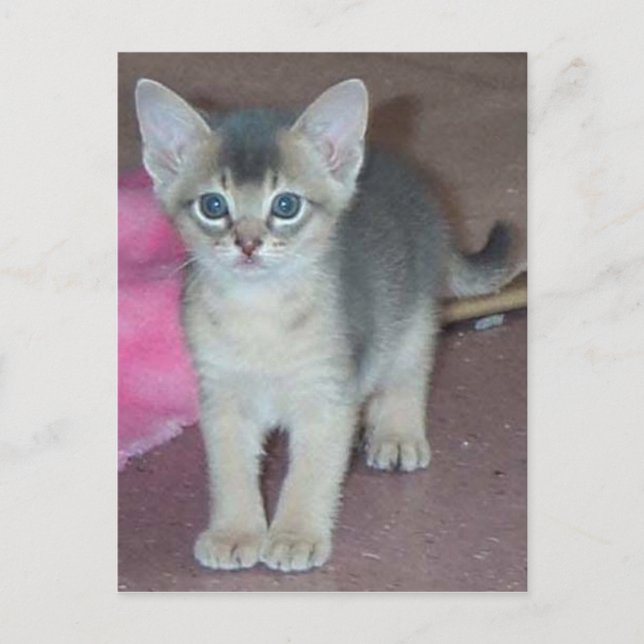 Carte Postale Abyssinian Kitten Six Semaines Vieux (Devant)