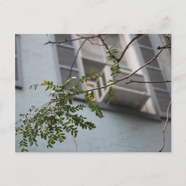 CARTE POSTALE "AC FEUILLES" (COLLECTIBLE) (Devant)