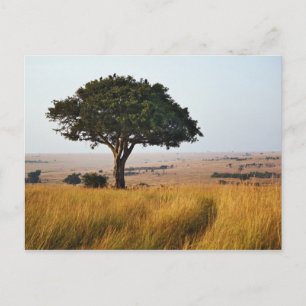 Carte Postale Acacia isolé sur des plaines herbeuses, Masai Mara