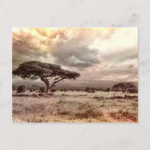 Carte Postale Acacia noir et blanc sur la savane africaine
