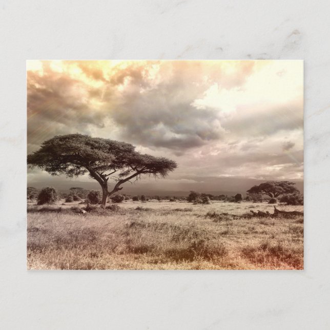 Carte Postale Acacia noir et blanc sur la savane africaine (Devant)