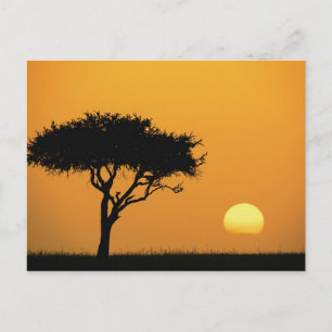 Carte Postale Acacia unique silhouette au lever du soleil, Masai
