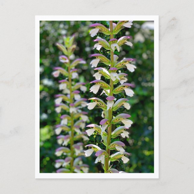 Carte Postale Acanthe molle (Devant)