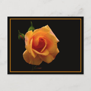 Carte Postale Accessoires d'impression rose orange vibre cadeaux