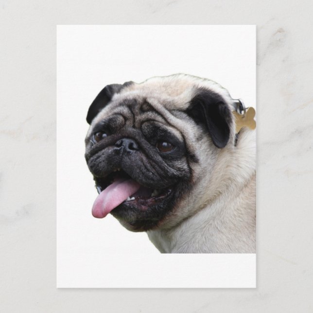 Carte Postale Accessoires photo Carlin blanc main, ajouter des n (Devant)