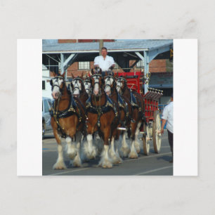 Carte Postale Accroc de cheval de Clydesdale 6