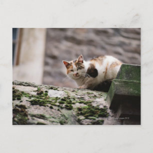 Carte Postale Accrochage de chats sur paroi rocheuse
