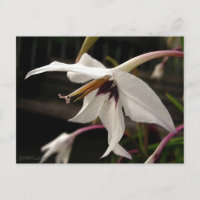 Acidanthera or Peacock Gladiolus