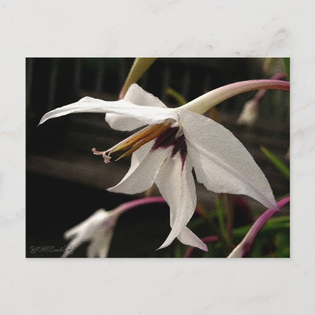 Carte Postale Acidanthera or Peacock Gladiolus (Devant)