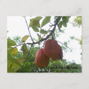Carte postale Ackee jamaïcaine