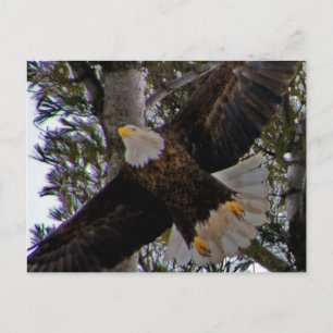 Carte Postale Ackley Eagle