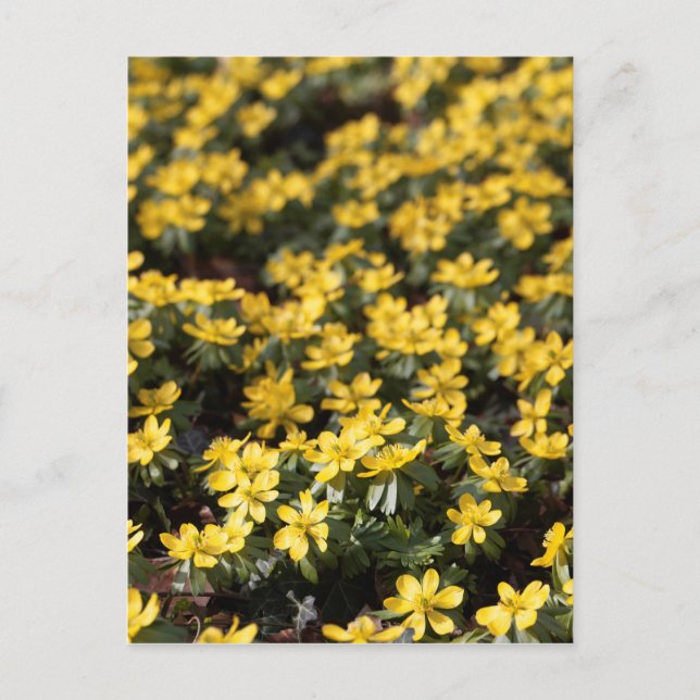 Carte Postale Aconite d'hiver (Eranthis hyemalis) (Devant)