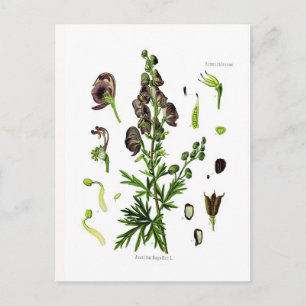 Carte Postale Aconitum napellus (Monkshood)