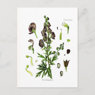 Carte Postale Aconitum napellus (Monkshood)