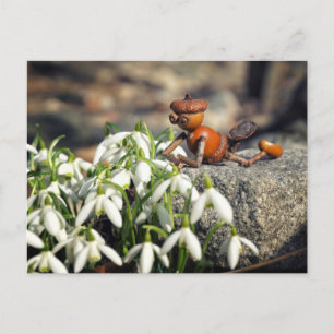 Carte Postale Acorn 11 with snowflake flower spring postcard