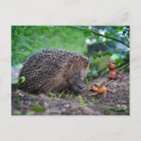 Acorn ef avec chien et hérisson - gentil