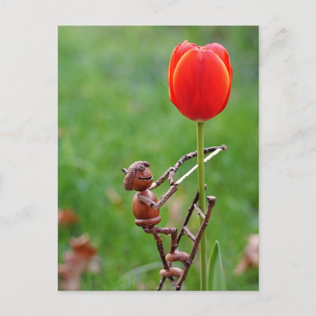 Carte Postale Acorn elf comme tulipe jardinier de printemps cart (Devant)