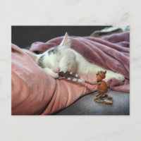 Acorn elf taquiner chat