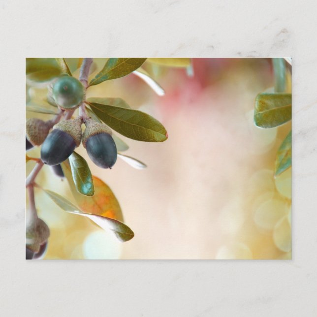 Carte Postale Acorns (Devant)