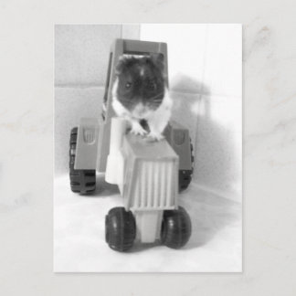 Carte Postale acres verts noah