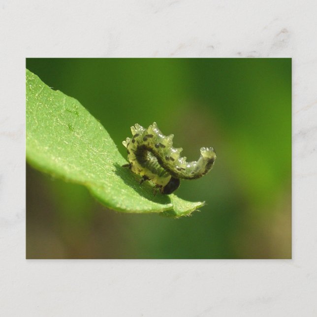 Carte Postale Acrobat - Support de tête de chenille vert (Devant)