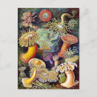 Carte Postale Actiniae illustration peinture Germa Ernst Haeckel