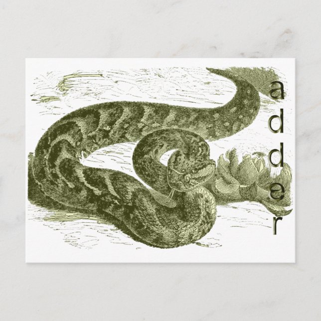 Carte Postale Adder (serpent) (Devant)