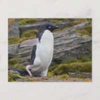 Carte postale Adelie Penguin