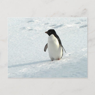 Carte Postale Adelie Penguin
