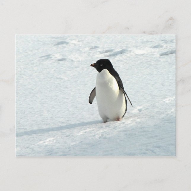 Carte Postale Adelie Penguin (Devant)